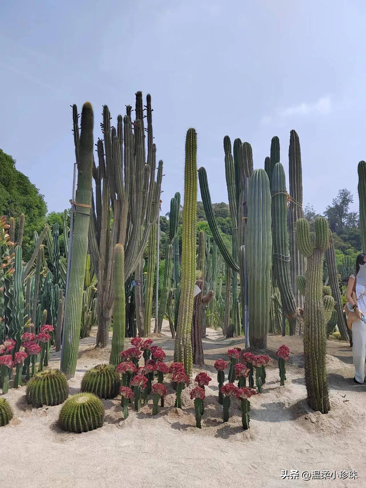 厦门植物园攻略必逛景点？厦门旅游攻略分享