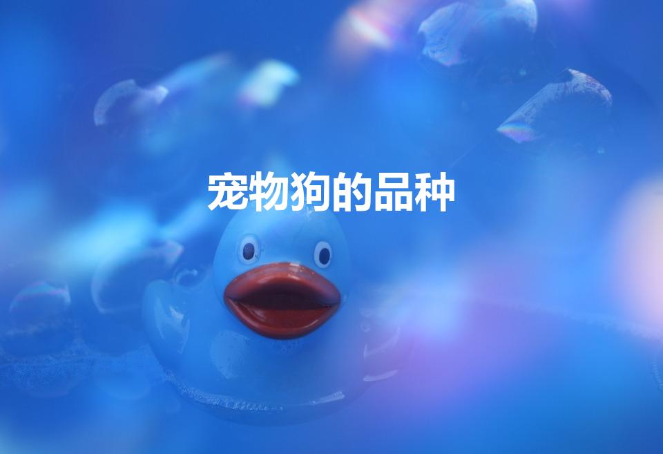 宠物狗的品种（13种常见的宠物狗）