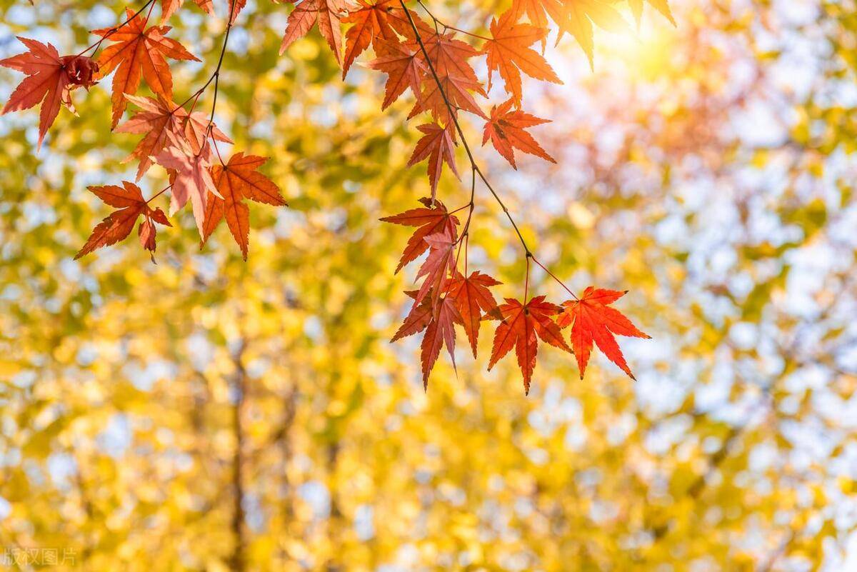 d1f378f432c94a24acdd48ac2e0a2679noop.image_ d1f378f432c94a24acdd48ac2e0a2679noop.image_