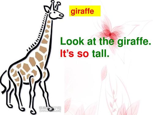 giraffes怎么读？告知英文“giraffes”的正确读音