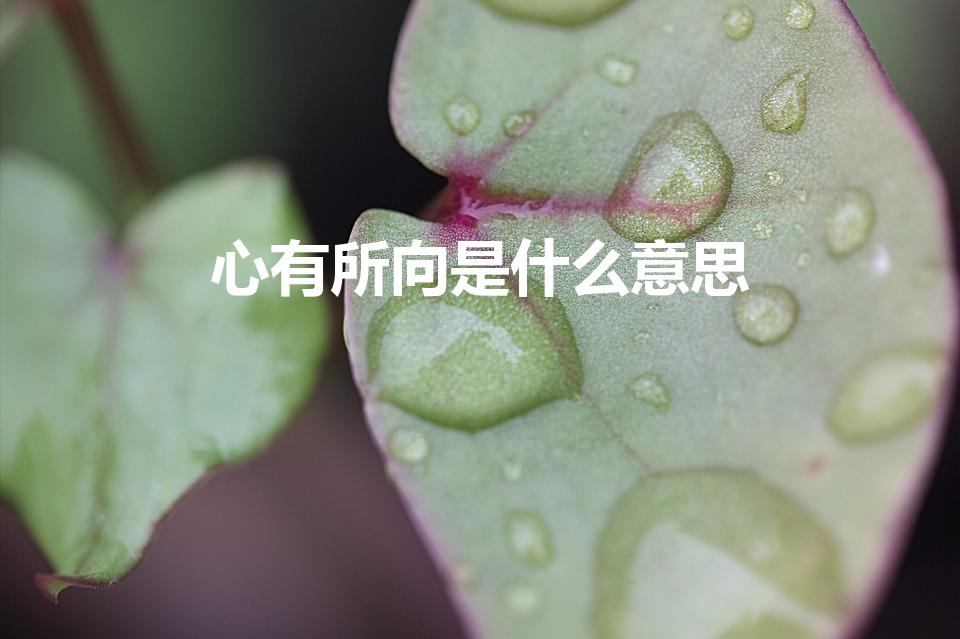 心有所向是什么意思