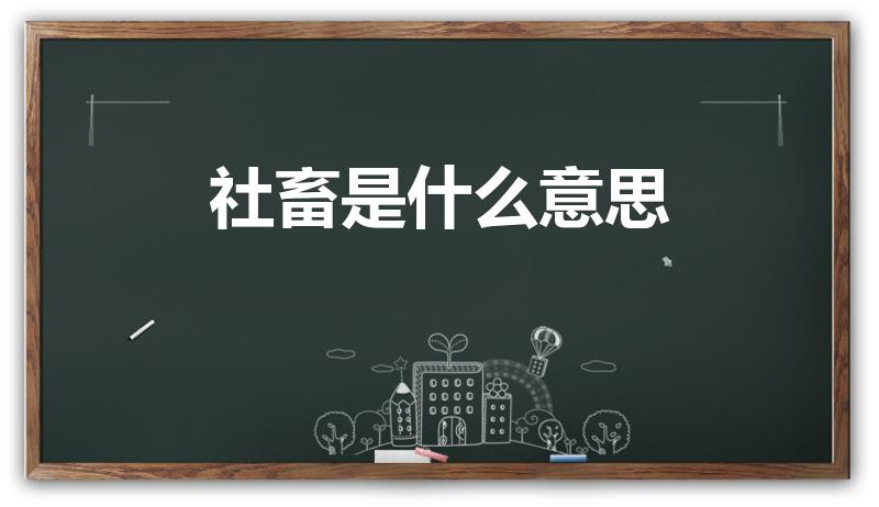 社畜是什么意思（准社畜是什么）