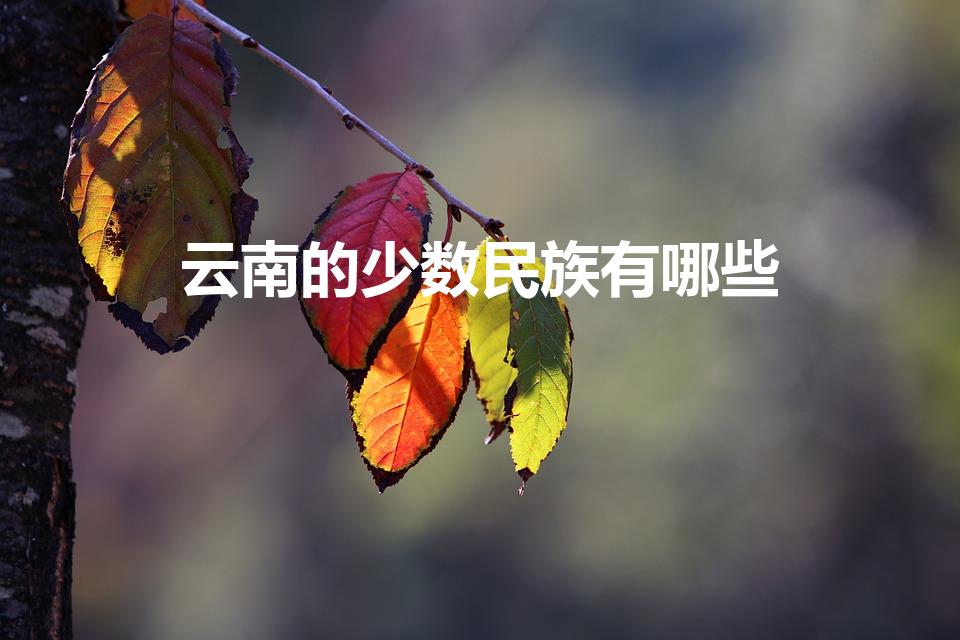云南的少数民族有哪些（云南有哪26个少数民族）