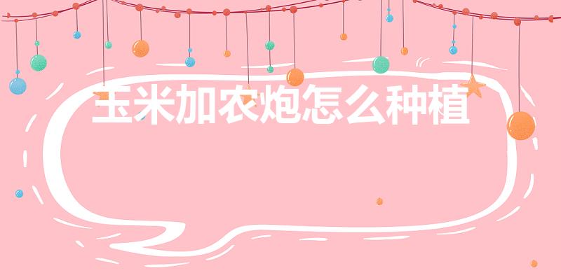 玉米加农炮怎么种植（植物大战僵尸中,如何种植玉米加农炮）