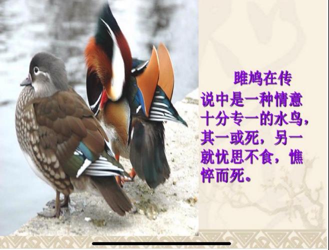 雎鸠鸟的象征意义（雎鸠鸟在中国文化中的象征意义）