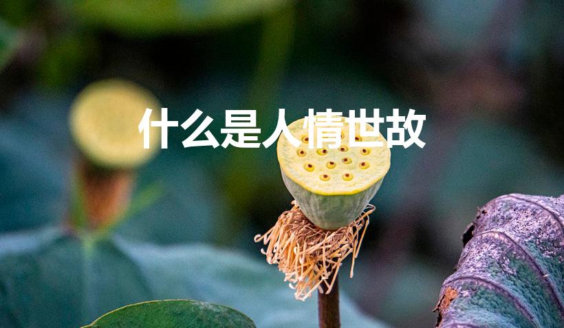 什么是人情世故（什么事人情世故）