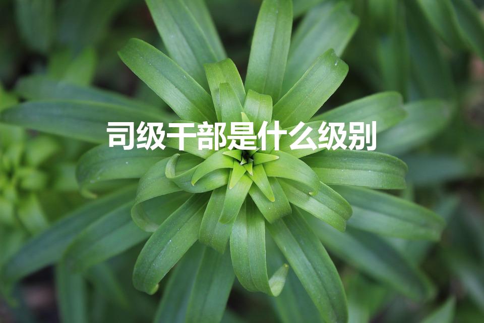 司级干部是什么级别（正司级干部是什么级别）