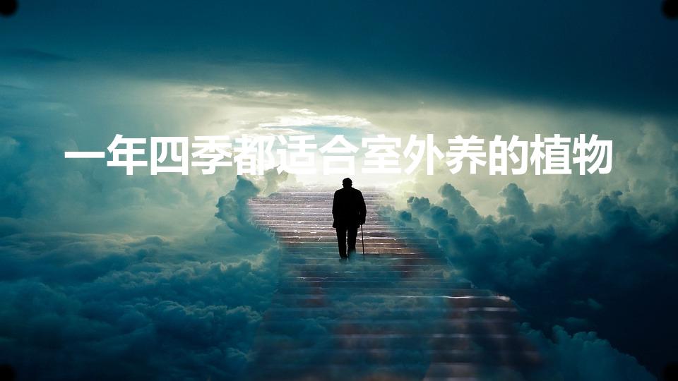 一年四季都适合室外养的植物