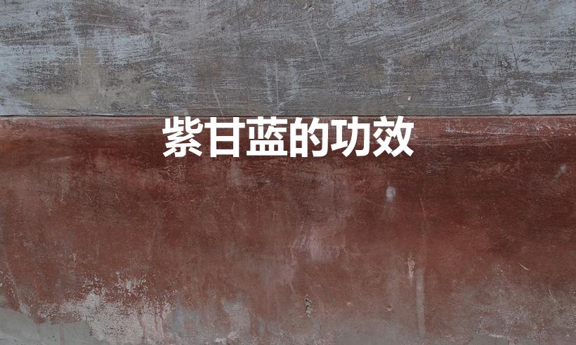 紫甘蓝的功效（吃紫甘蓝有什么好处）
