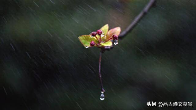 写雨的诗有哪些？描写春雨的优美句子