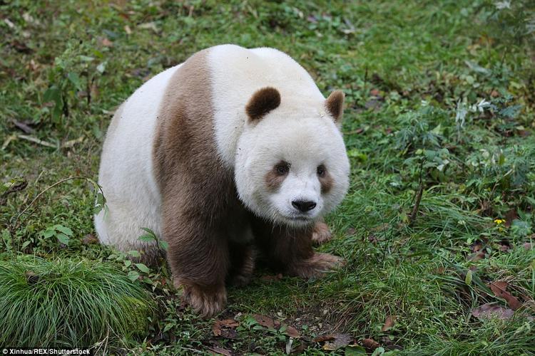 棕白色大熊猫叫什么名字？全球唯一一个熊猫叫啥