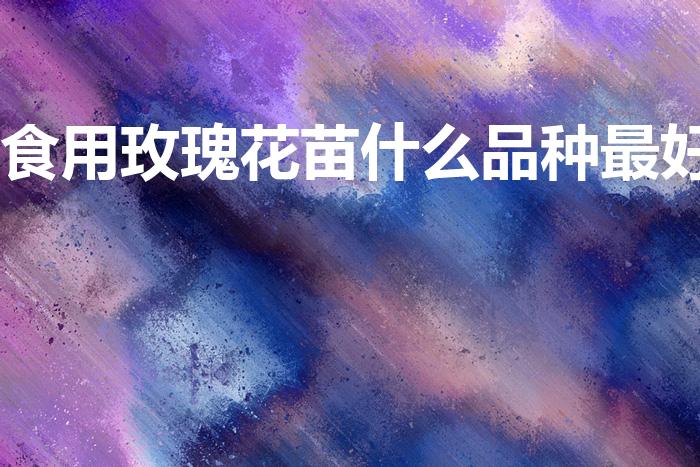 食用玫瑰花苗什么品种最好（食用玫瑰花哪种最好）