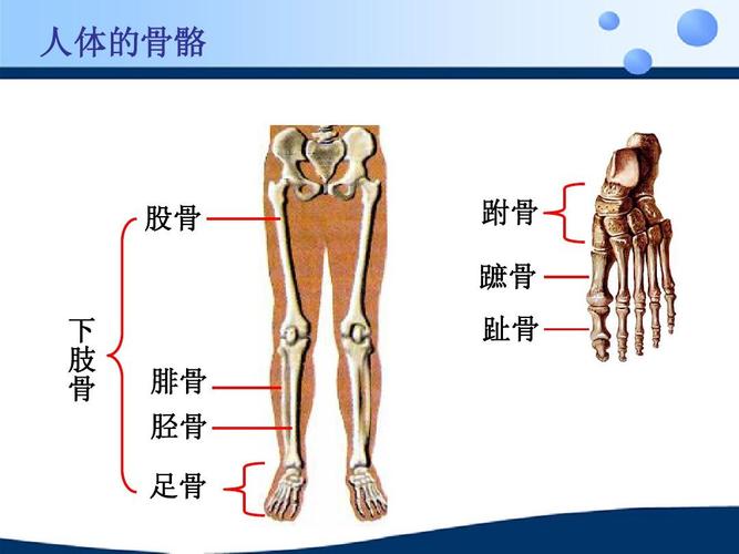腓骨在哪个位置？全面介绍腓骨在人体骨骼中的位置和功能