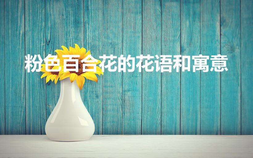 粉色百合花的花语和寓意（粉百合花语是什么意思）