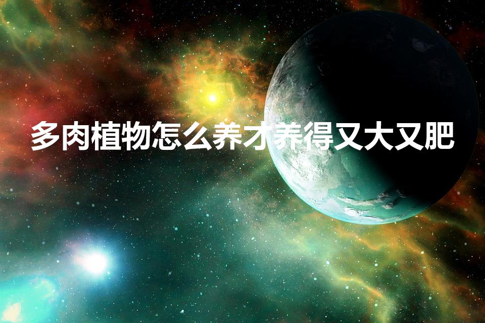 多肉植物怎么养才养得又大又肥（多肉怎样养的又大又肥）