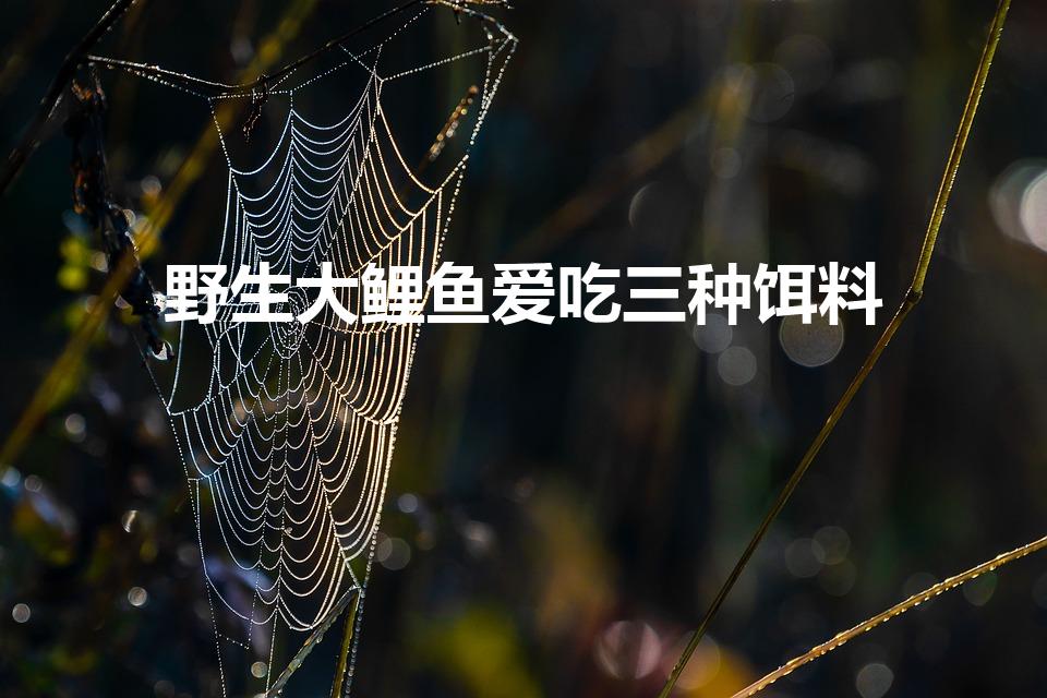 野生大鲤鱼爱吃三种饵料（鲤鱼喜欢吃什么味型的饵料）