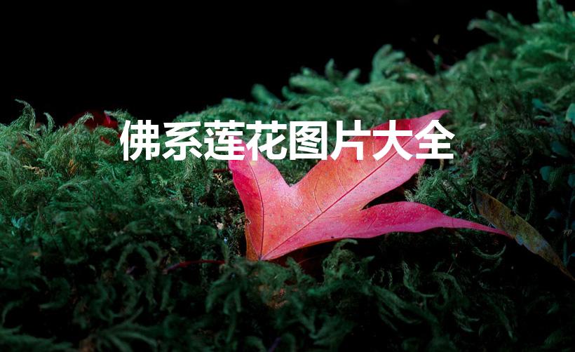 佛系莲花图片大全（佛教象征物,佛教莲花图片大全）