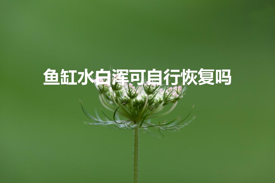 鱼缸水白浑可自行恢复吗（新鱼缸水白浑几天能好）