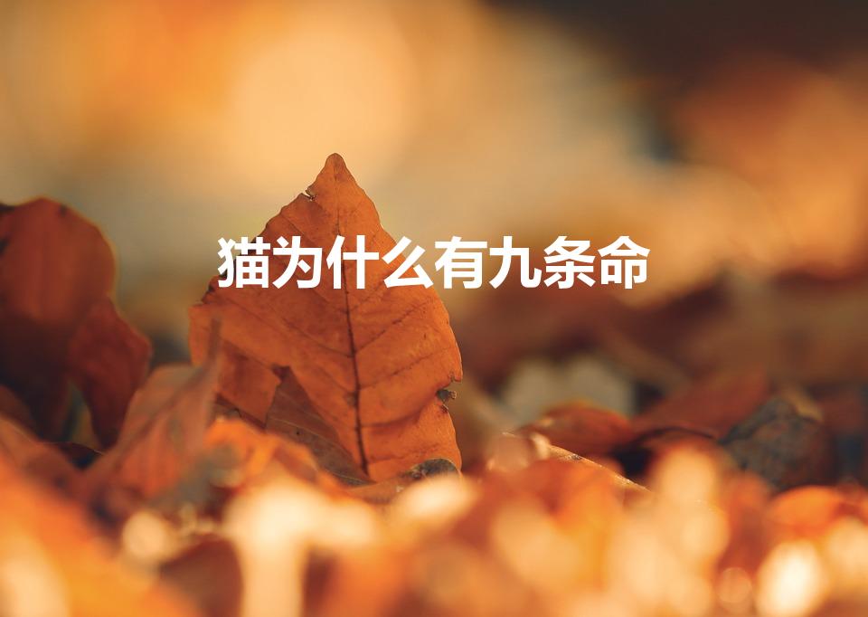 猫为什么有九条命（为什么说猫有九条命）