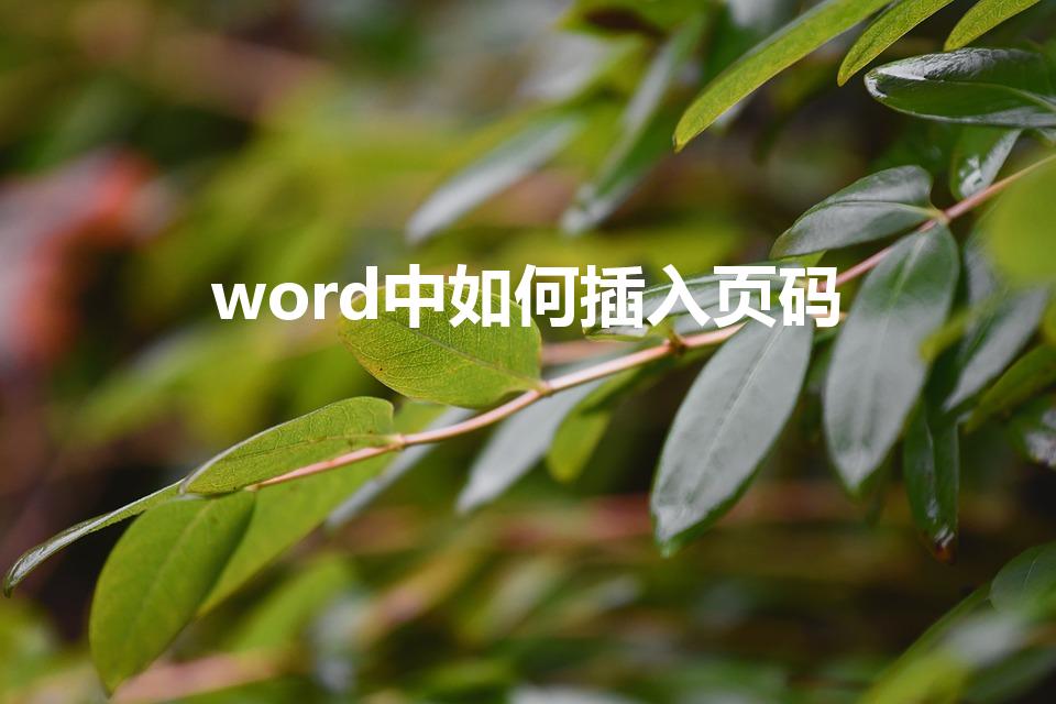 word中如何插入页码（word怎么插入页码）