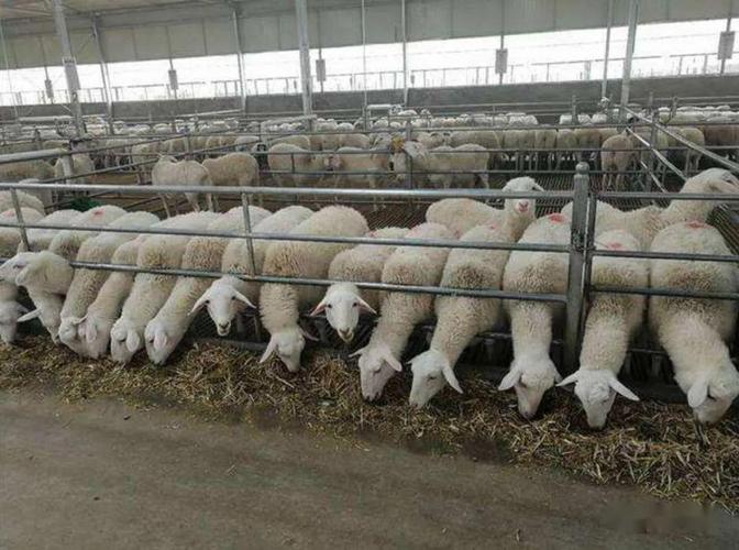 养羊的利润与成本多少100只（各种成本和利润分析）