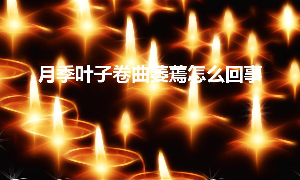 月季叶子卷曲萎蔫怎么回事（月季新芽萎缩卷曲是怎么回事）