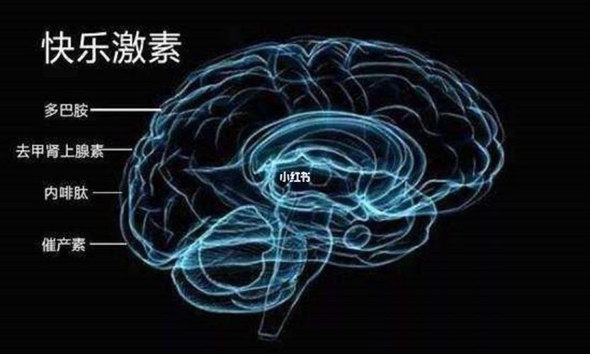 多巴胺爱情理论（多巴胺在爱情中的作用）