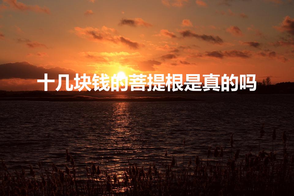 十几块钱的菩提根是真的吗（十几块的菩提根是真的吗）