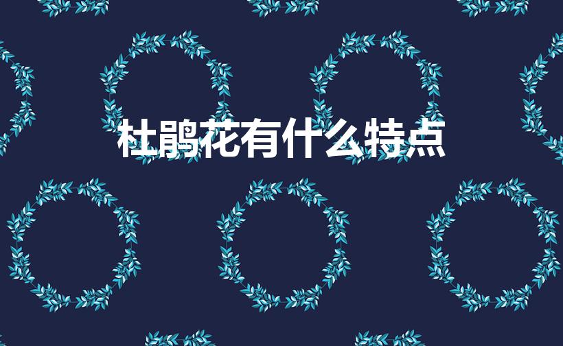 杜鹃花有什么特点（杜鹃花有什么形态特征）