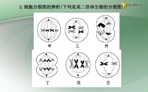 二倍体生物这种细胞方式称为什么？生物学中的特殊细胞介绍