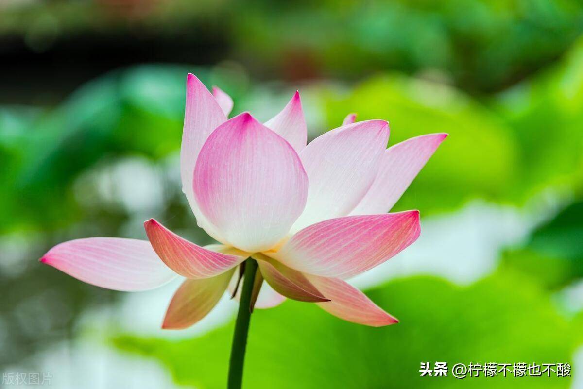 赞美荷花的诗句和品格？关于荷花的诗句唯美短句