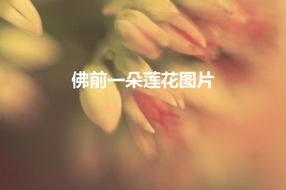 佛前一朵莲花图片（佛前那朵莲代表了什么）