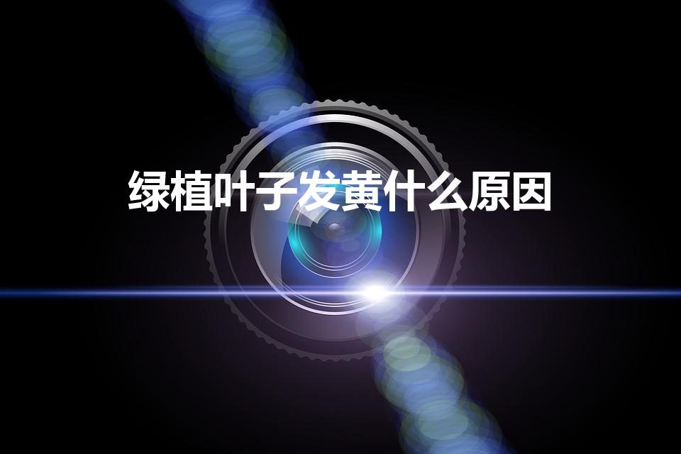 绿植叶子发黄什么原因（绿植黄叶是怎么回事）