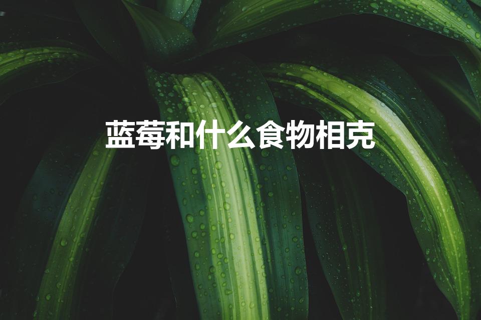 蓝莓和什么食物相克（蓝莓相克的食物有哪些）