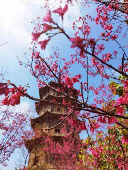 植树节手抄报文字内容怎么写？简短植树节的宣传标语