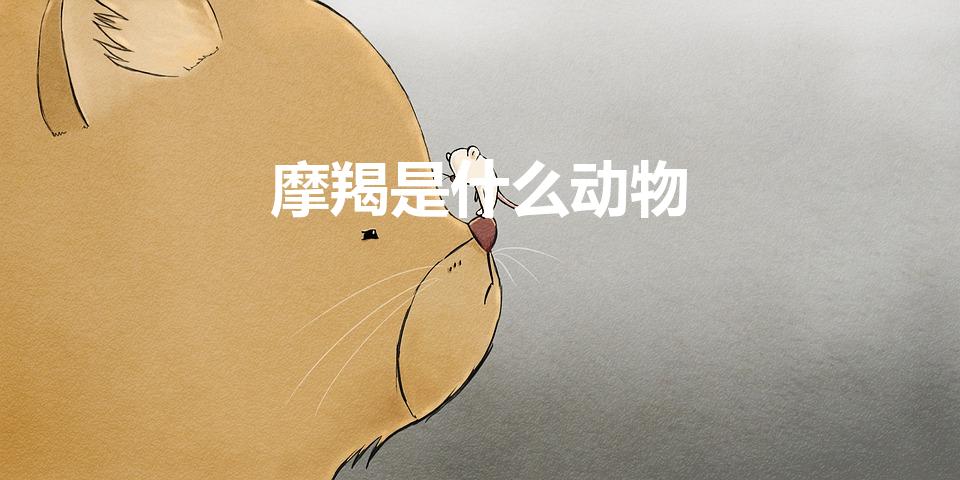摩羯是什么动物（摩羯是什么动物啊有什么特殊含义吗）