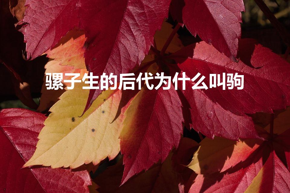 骡子生的后代为什么叫驹（驹是什么意思）