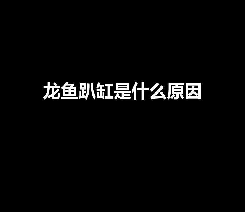 龙鱼趴缸是什么原因（龙鱼趴缸是什么原因导致的）
