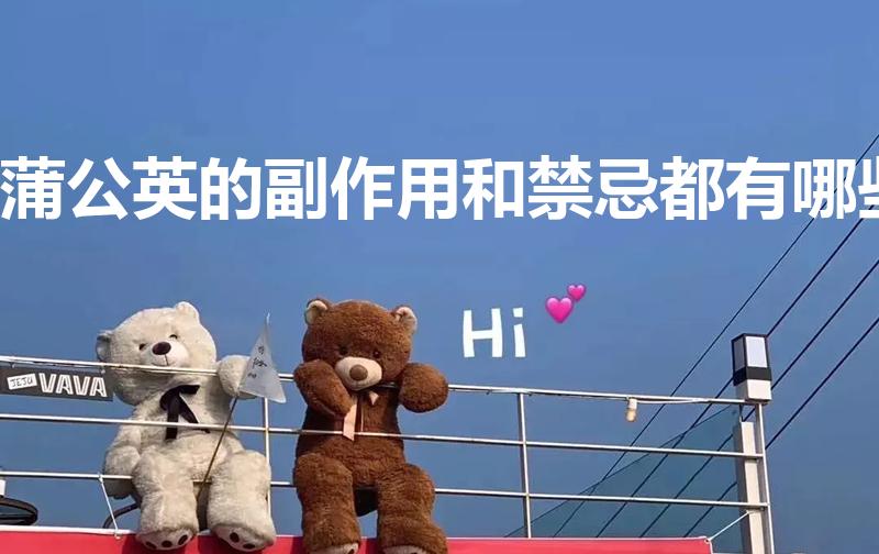 蒲公英的副作用和禁忌都有哪些（蒲公英的功效与禁忌）