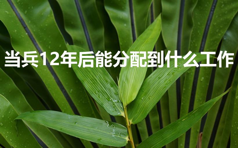 当兵12年后能分配到什么工作