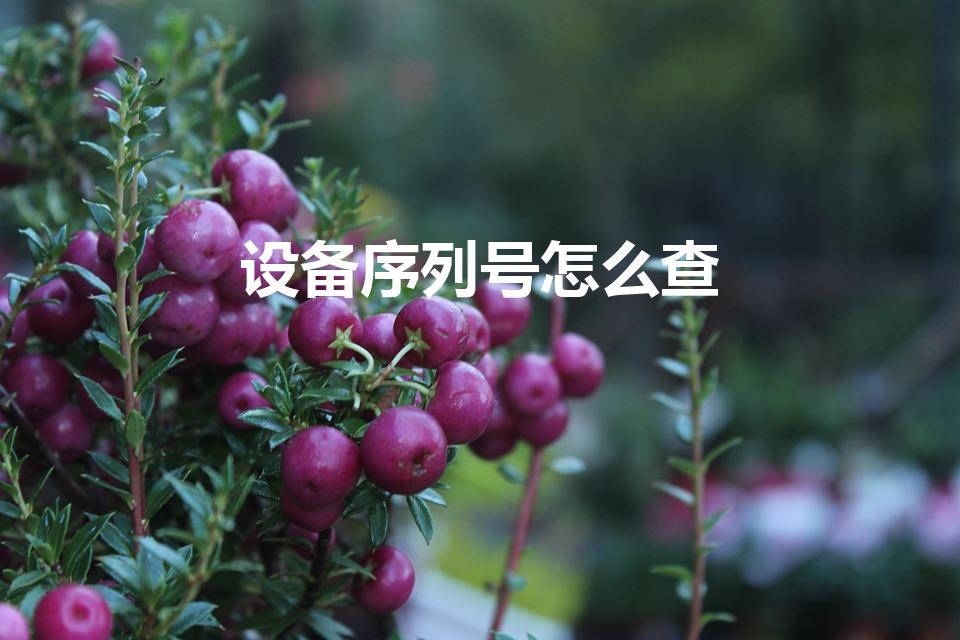 设备序列号怎么查（怎么查序列号）