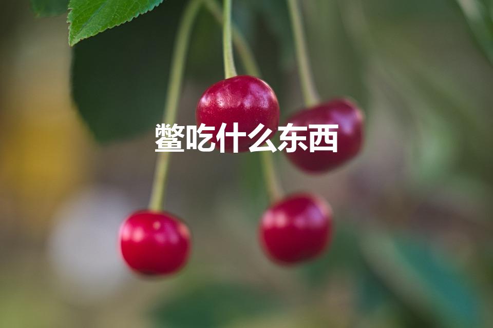 鳖吃什么东西（甲鱼 吃什么 食物）