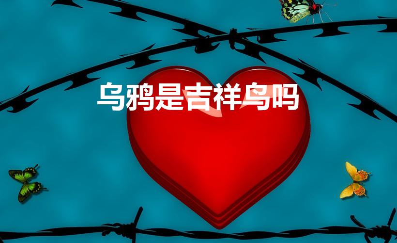 乌鸦是吉祥鸟吗（乌鸦是吉祥还是不吉祥）