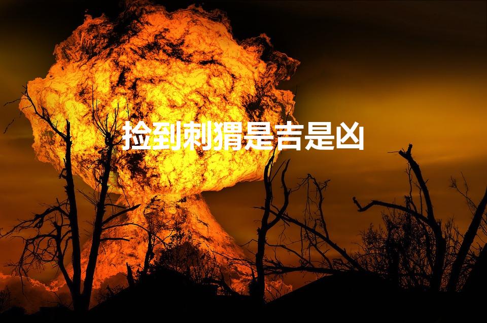 捡到刺猬是吉是凶