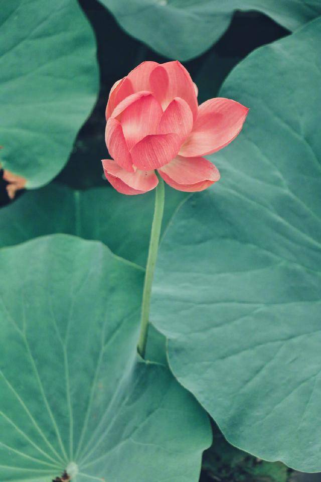 49e0a5f26520498a960b1075d0609fc8noop.image_ 49e0a5f26520498a960b1075d0609fc8noop.image_