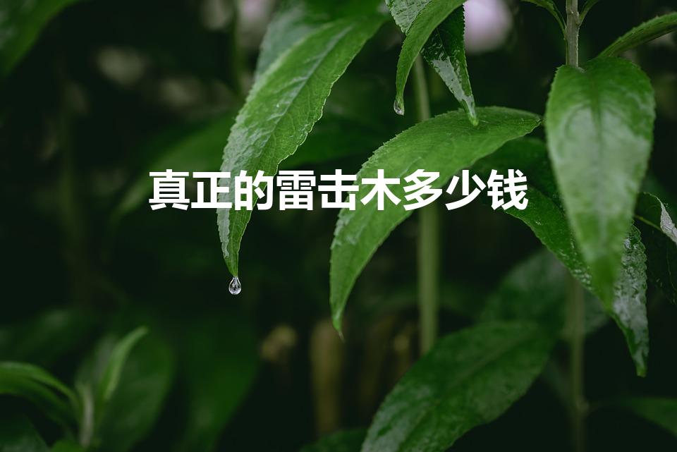 真正的雷击木多少钱（500多块钱的雷击木是真的吗）