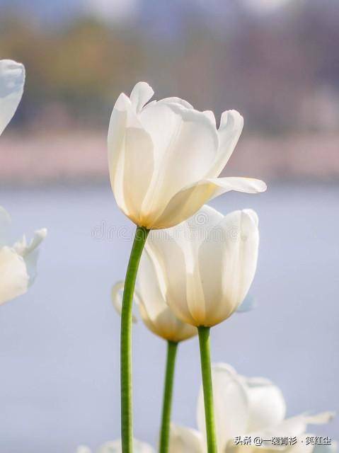 b85b01fdead74d0196b54733bcb2fa79noop.image_ b85b01fdead74d0196b54733bcb2fa79noop.image_