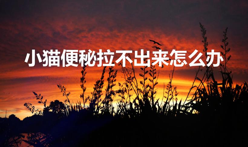 小猫便秘拉不出来怎么办（小猫拉不出粑粑怎么办）