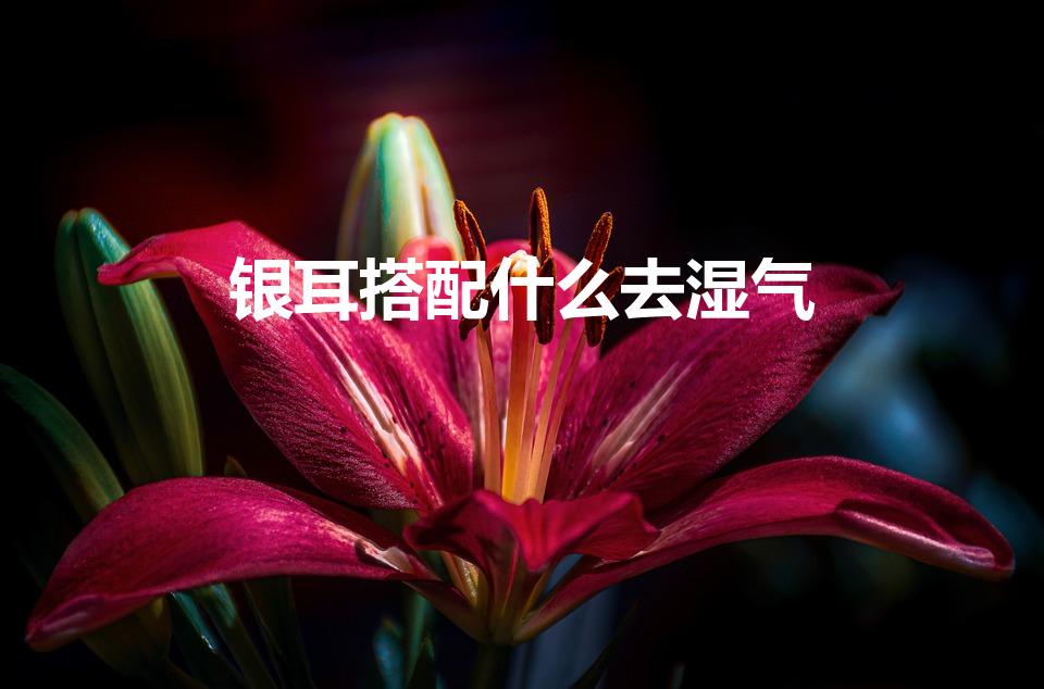 银耳搭配什么去湿气（银耳吃了容易湿气重）