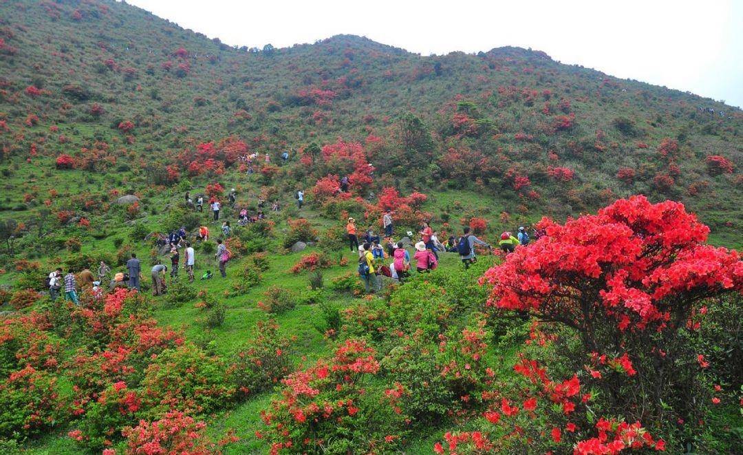 云浮天露山自驾游攻略？新兴天露山门票价格